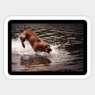 Rhodesian Ridgeback Sticker